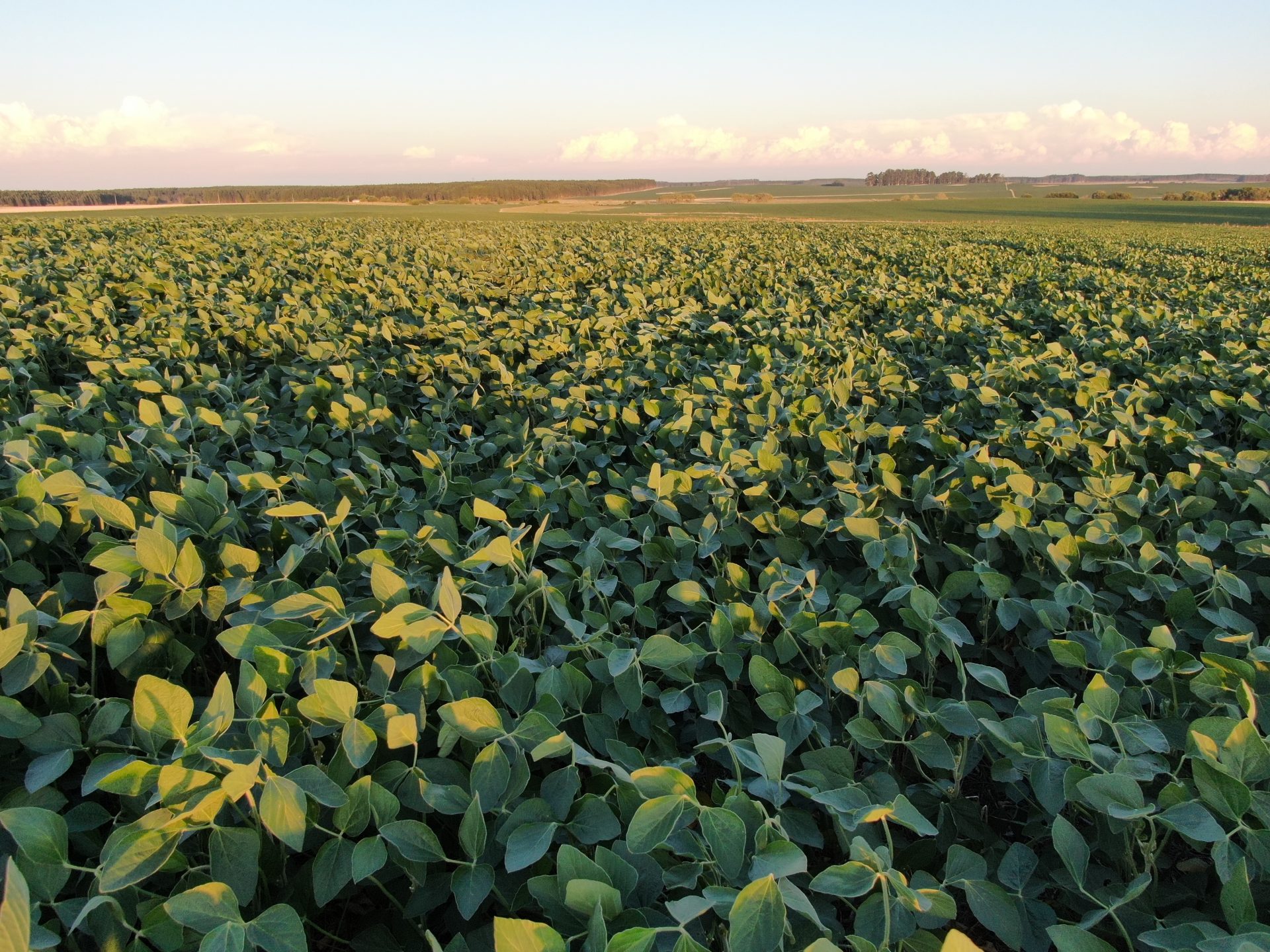 Campo agrícola sobre ruta en Soriano
