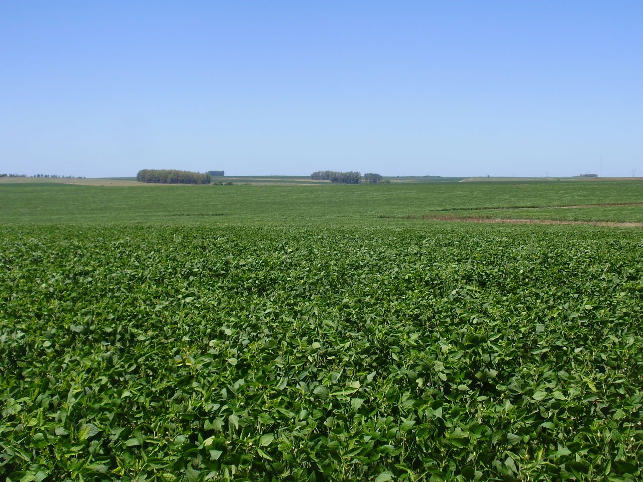 Agricultural farm on the highway in Soriano — 4
