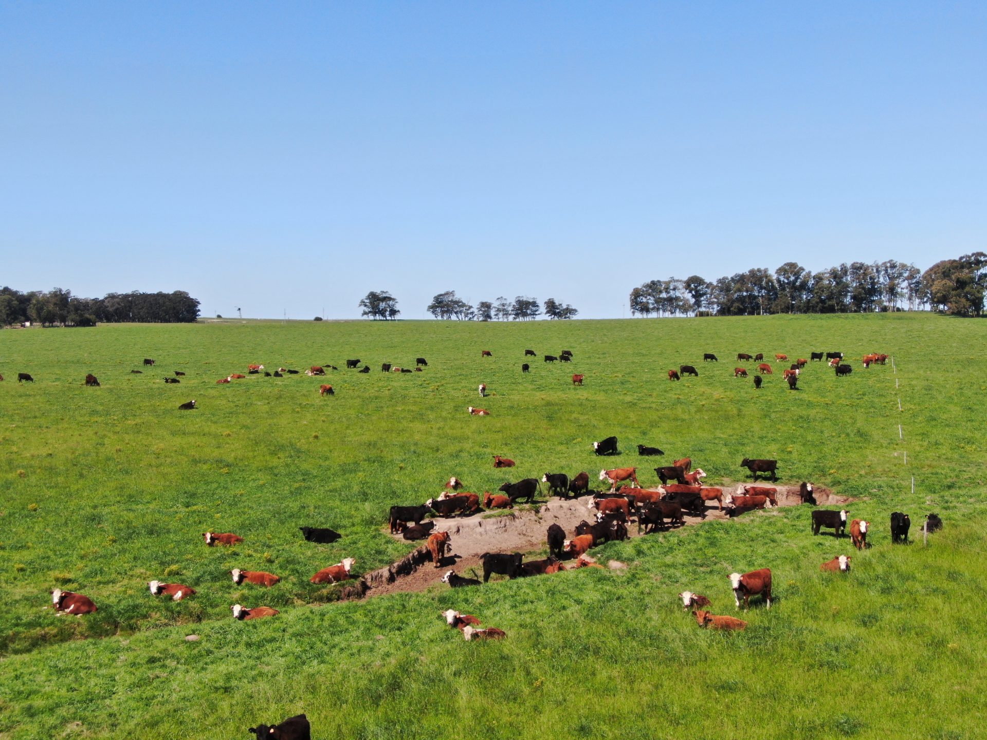 1,000 ha farm in Rocha — 2